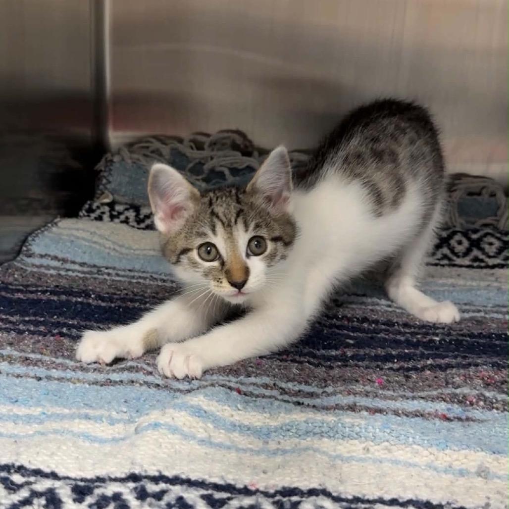 Kai, Adoptable, Kitten Male Domestic Short Hair.