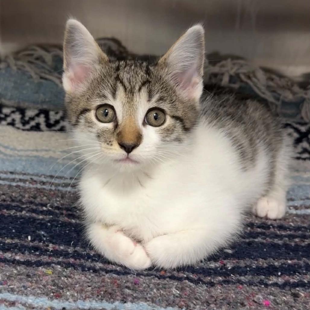 Enlarge Kai, a Adoptable Domestic Short Hair in Walnut Cove, NC image 2/4