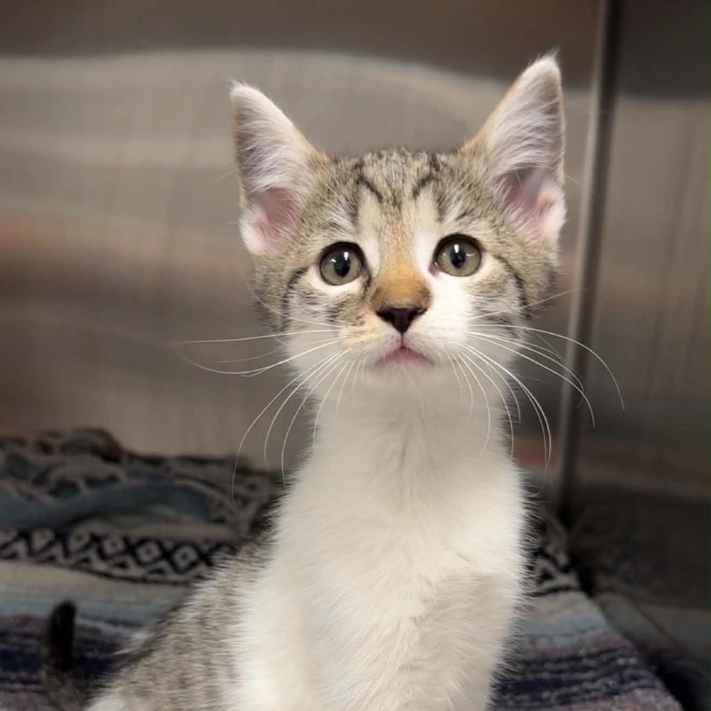Enlarge Kai, a Adoptable Domestic Short Hair in Walnut Cove, NC image 3/4