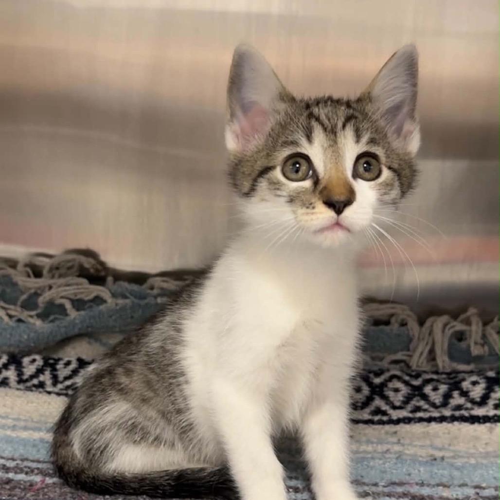 Enlarge Kai, a Adoptable Domestic Short Hair in Walnut Cove, NC image 4/4