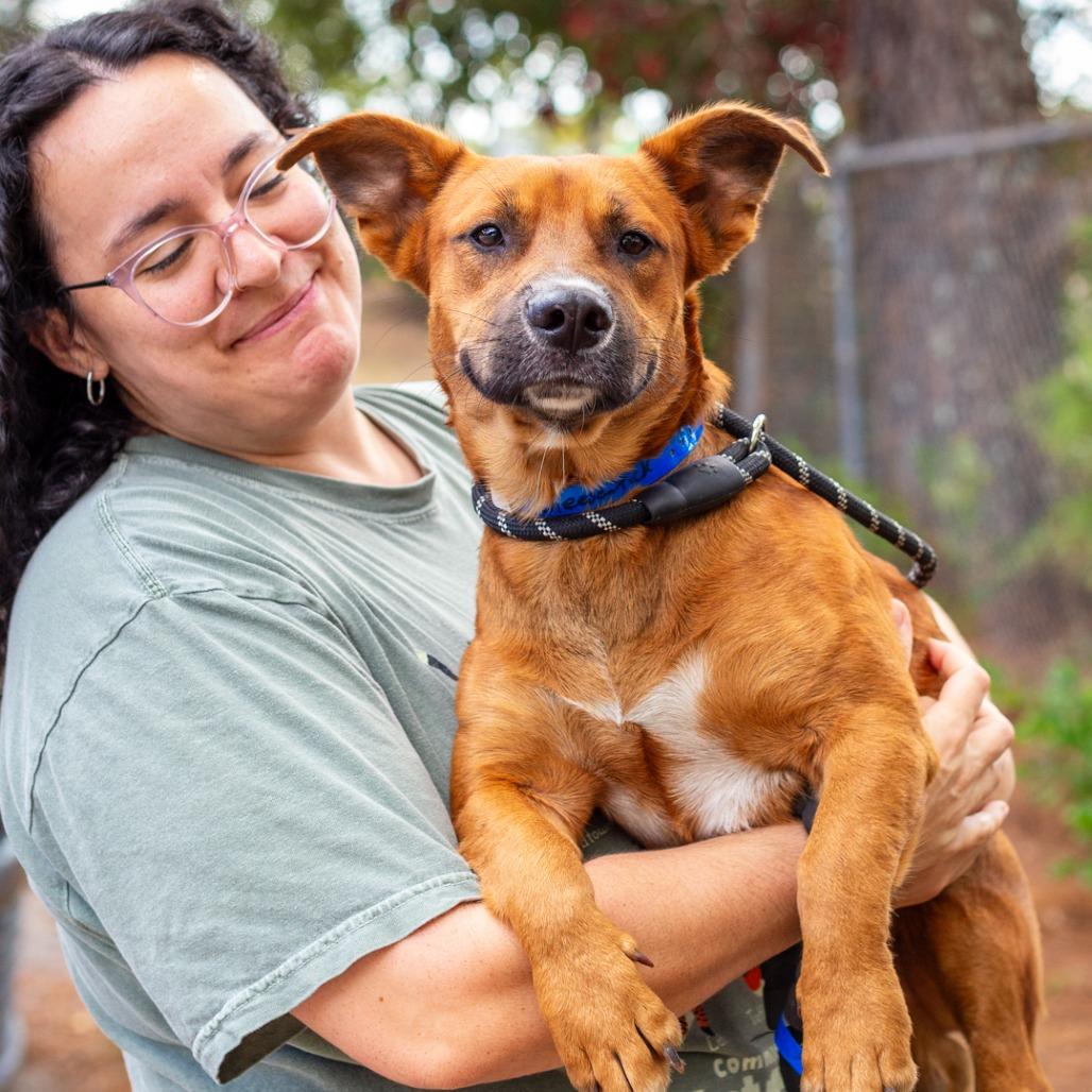 Enlarge Cheese Stick, a Adoptable mixed breed in Hattiesburg, MS image 1/3