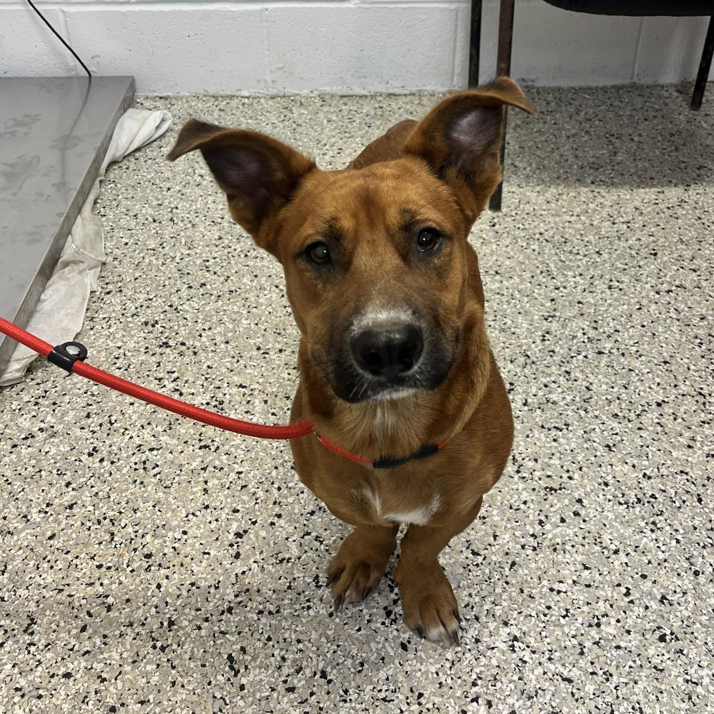 Enlarge Cheese Stick, a Adoptable mixed breed in Hattiesburg, MS image 2/3
