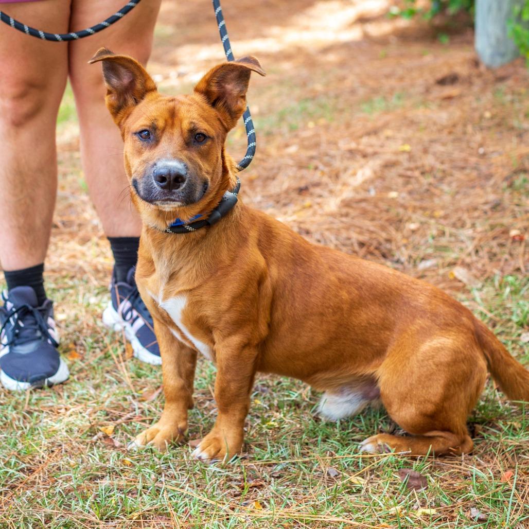 Enlarge Cheese Stick, a Adoptable mixed breed in Hattiesburg, MS image 3/3