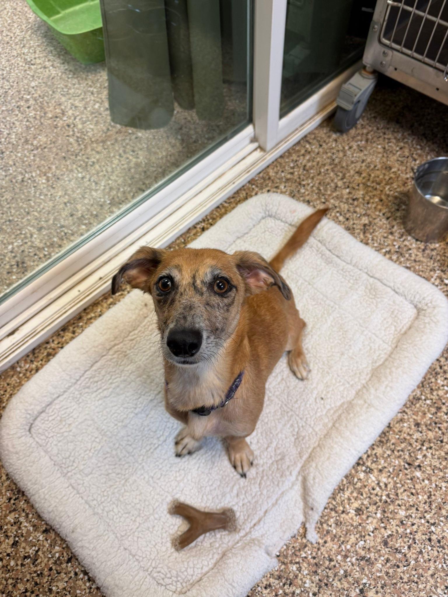 Enlarge Marble, a ADOPTABLE mixed breed in Sterling Heights, MI image 6/6