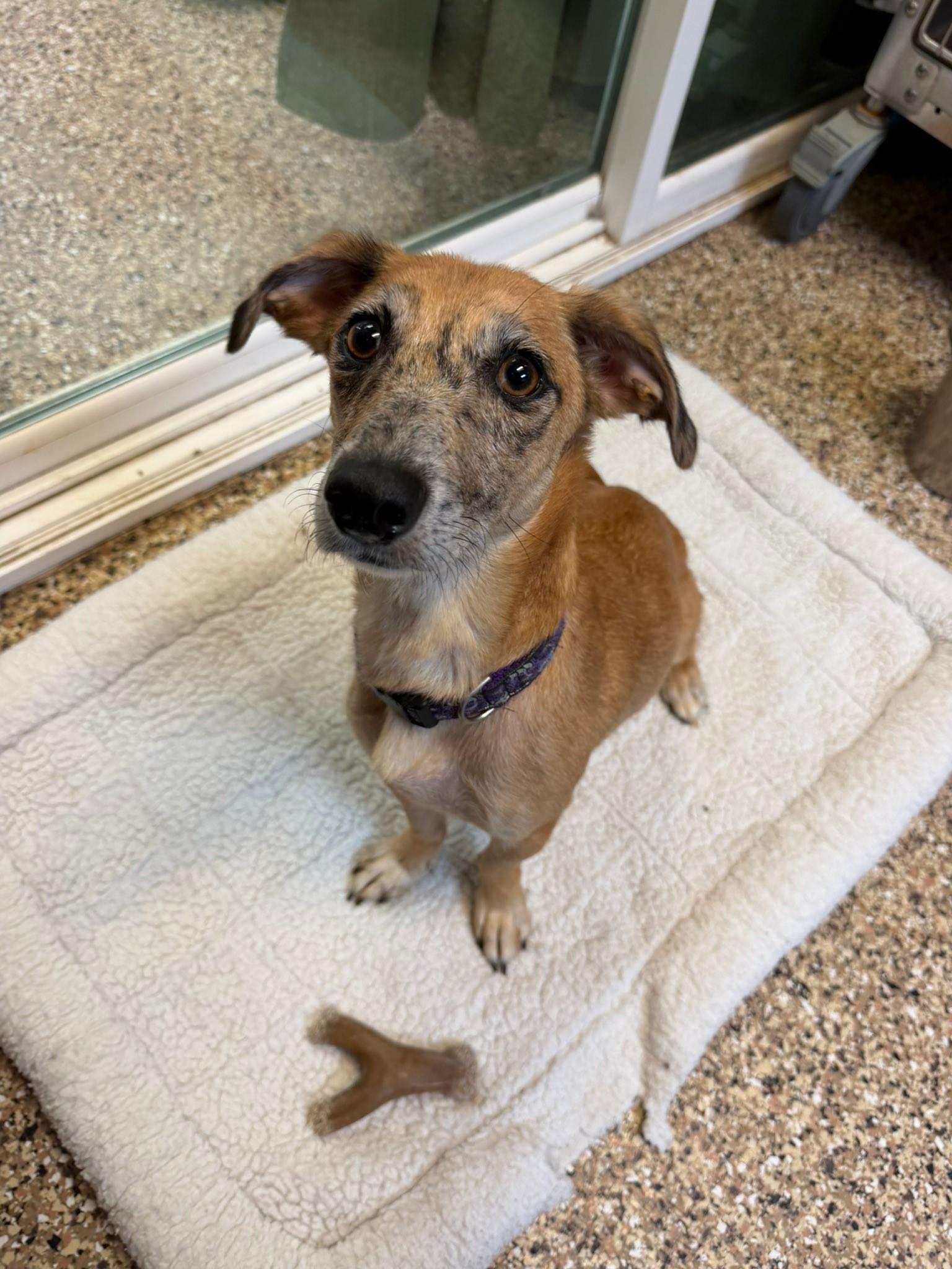 Enlarge Marble, a ADOPTABLE mixed breed in Sterling Heights, MI image 5/6
