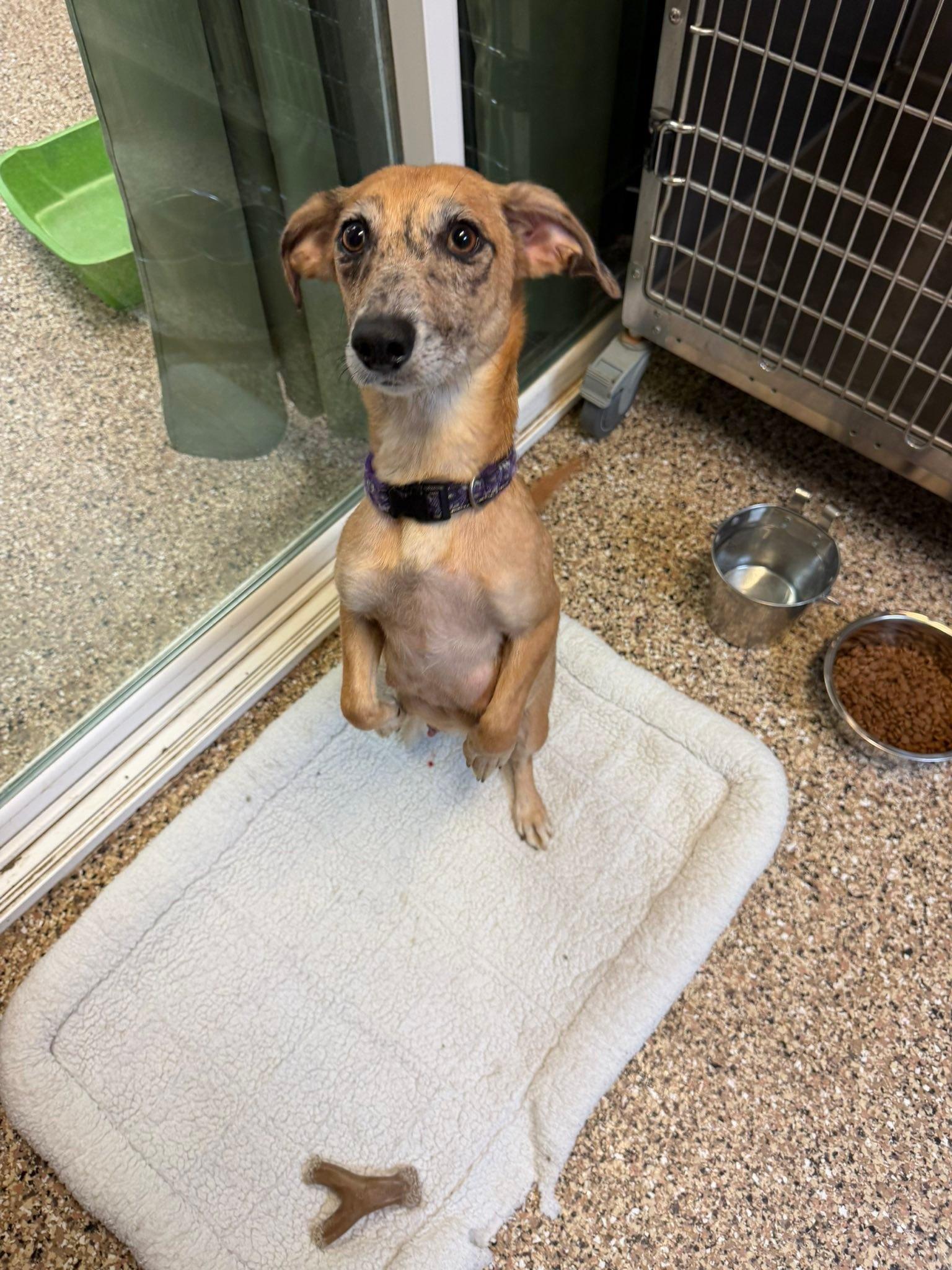 Enlarge Marble, a ADOPTABLE mixed breed in Sterling Heights, MI image 3/6