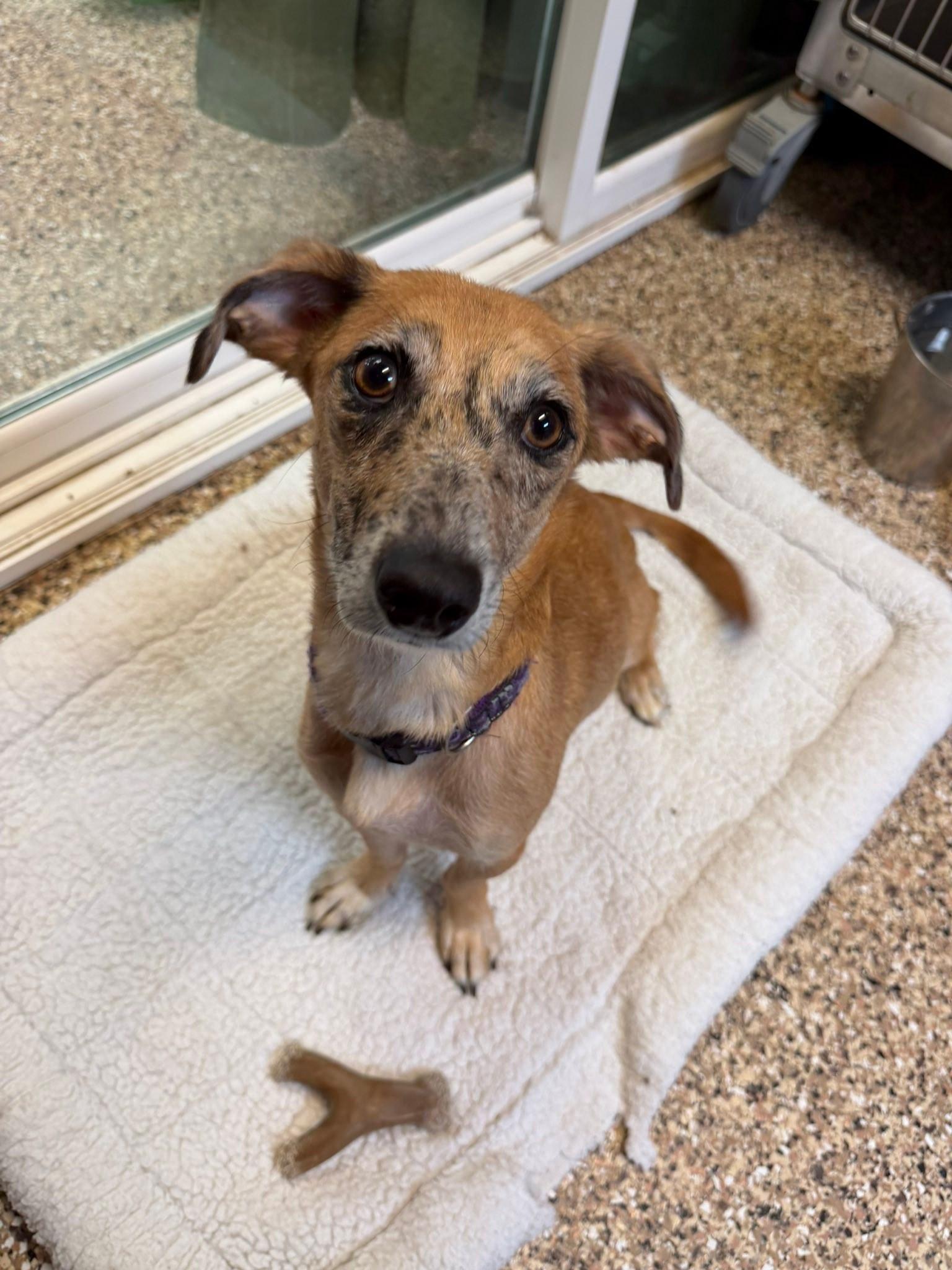 Enlarge Marble, a ADOPTABLE mixed breed in Sterling Heights, MI image 2/6