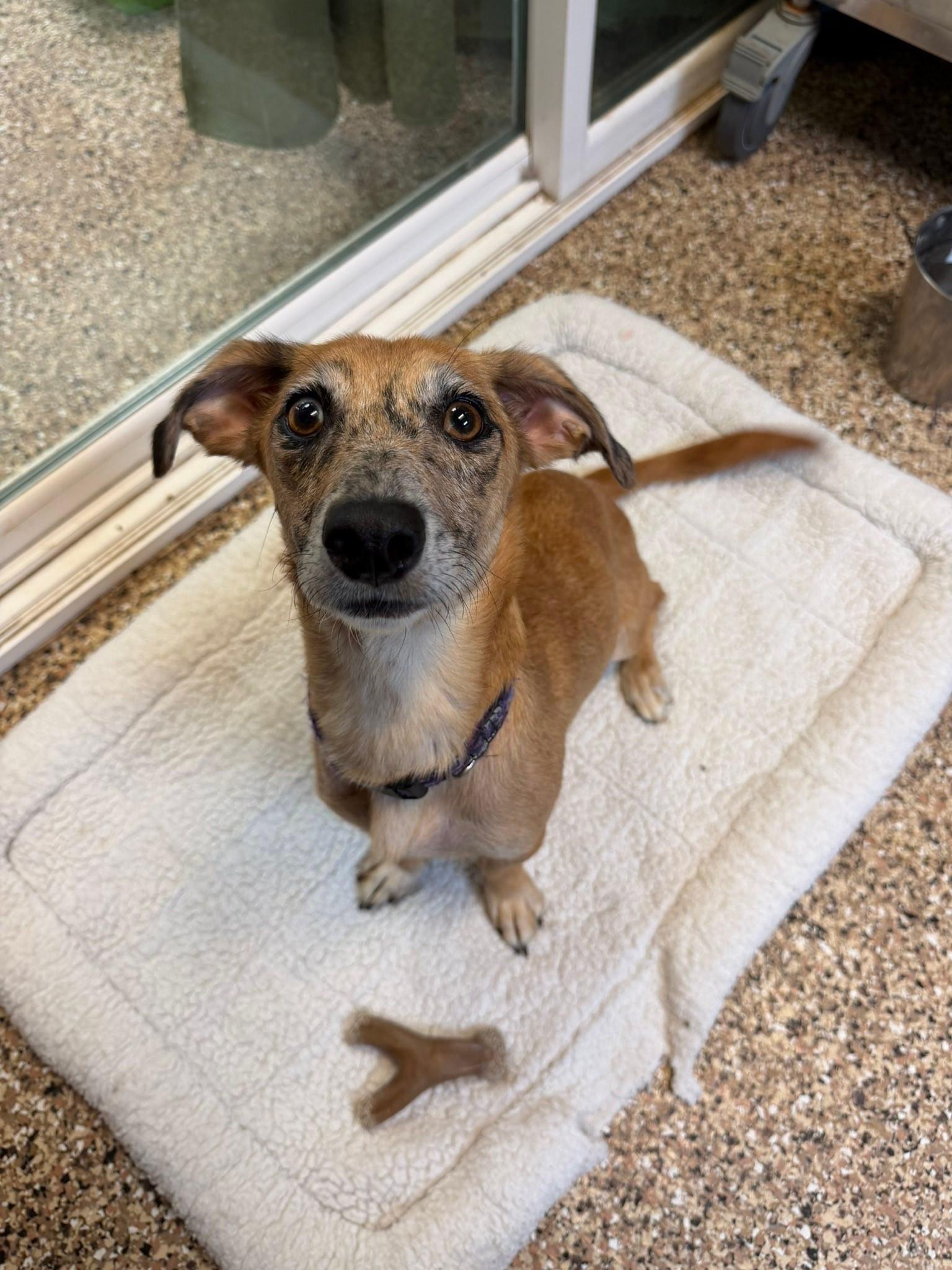 Enlarge Marble, a ADOPTABLE mixed breed in Sterling Heights, MI image 4/6