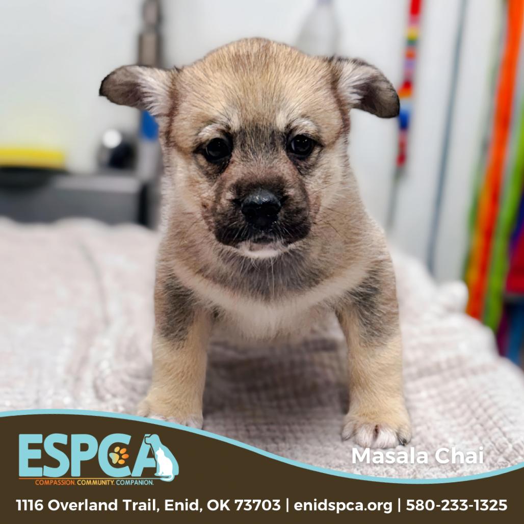 Masala Chai — thumbnail 2