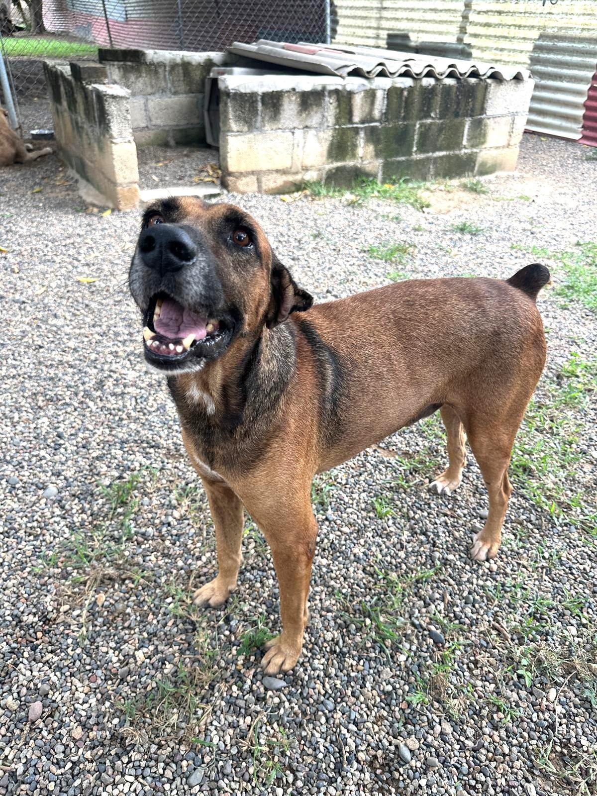 Goyo, a Adoptable mixed breed in Los Angeles, CA image 6/6