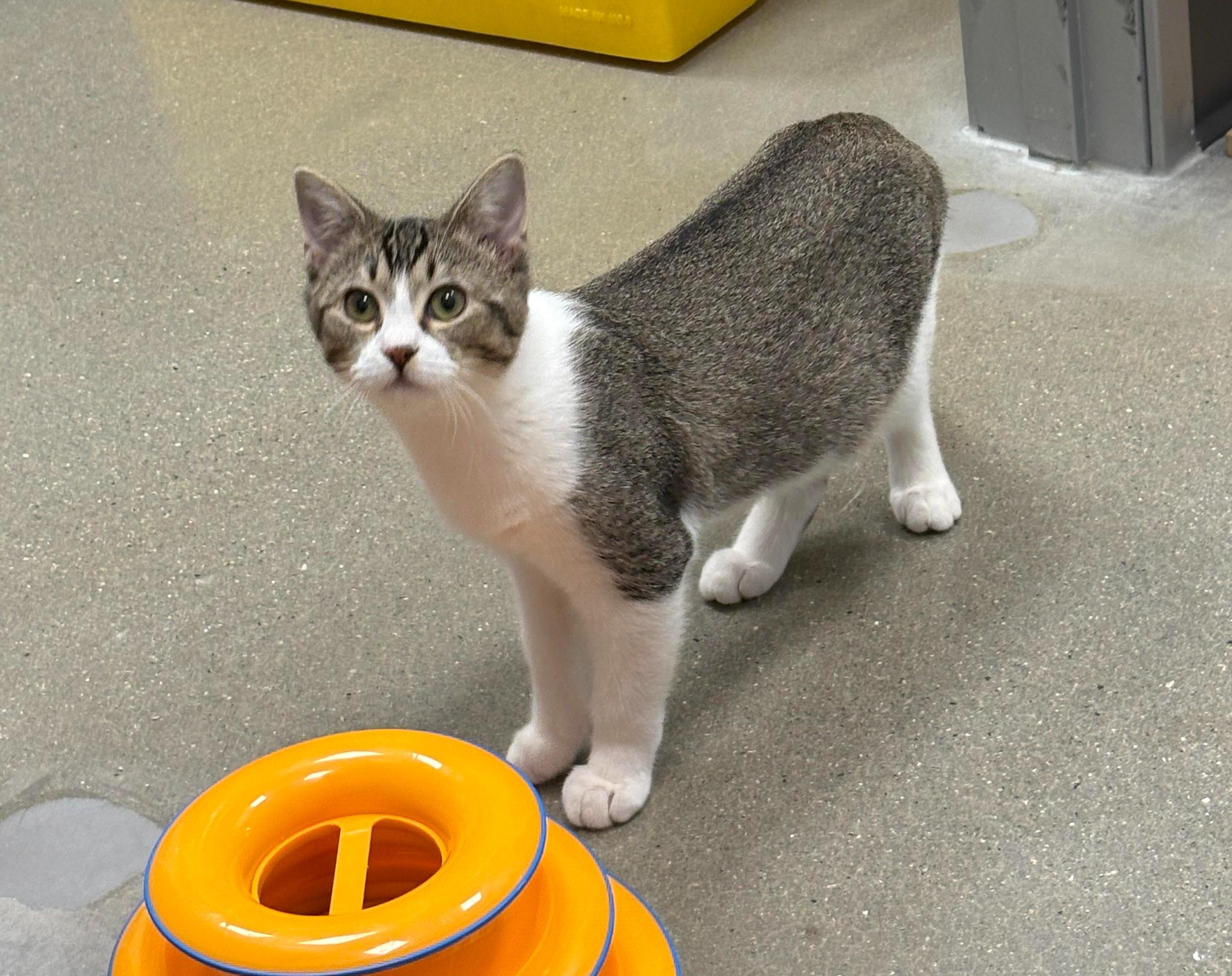 Margaret & Henrietta (FCID# 9/17/25-8,9 Middletown