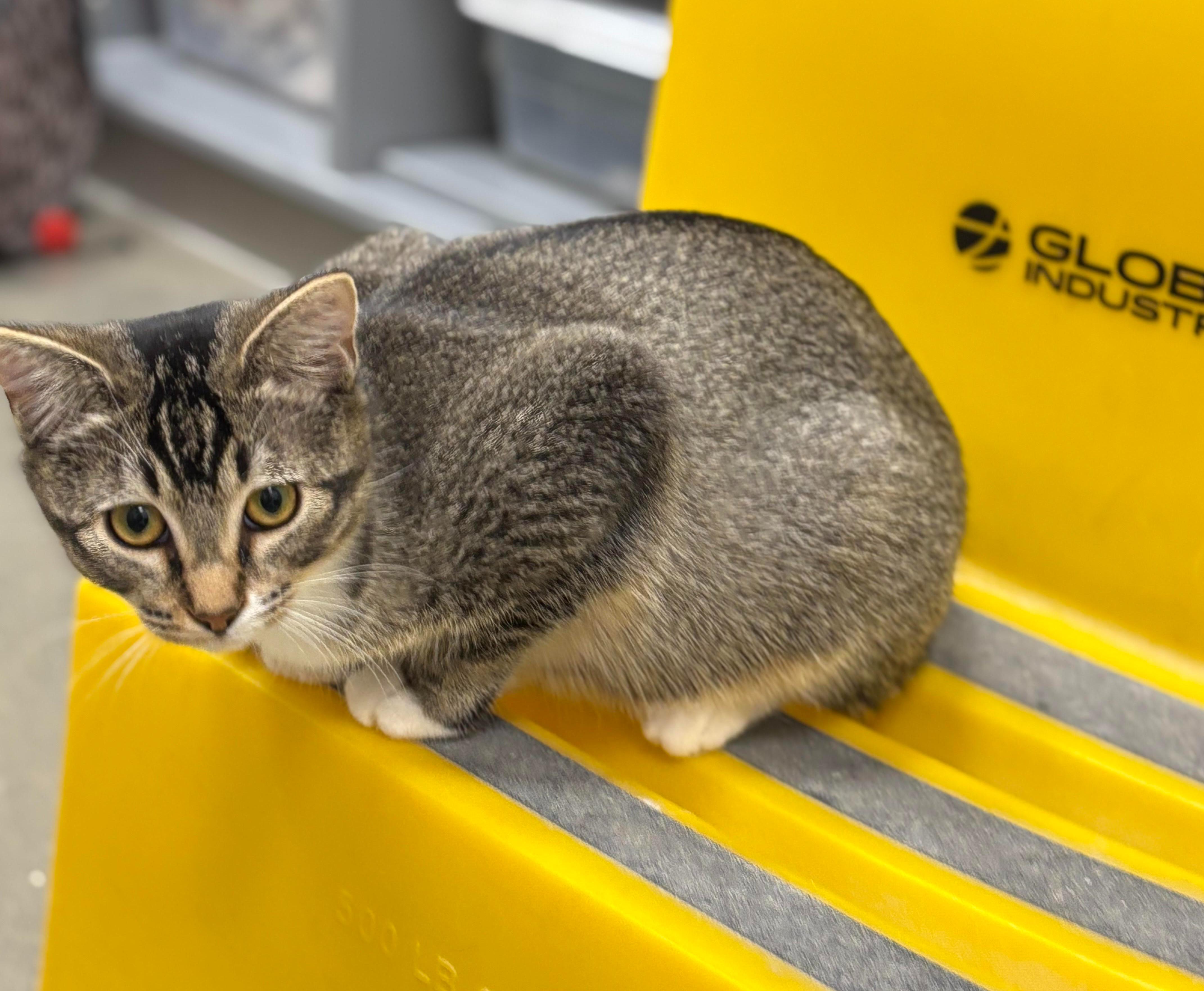 Margaret & Henrietta (FCID# 9/17/25-8,9 Middletown