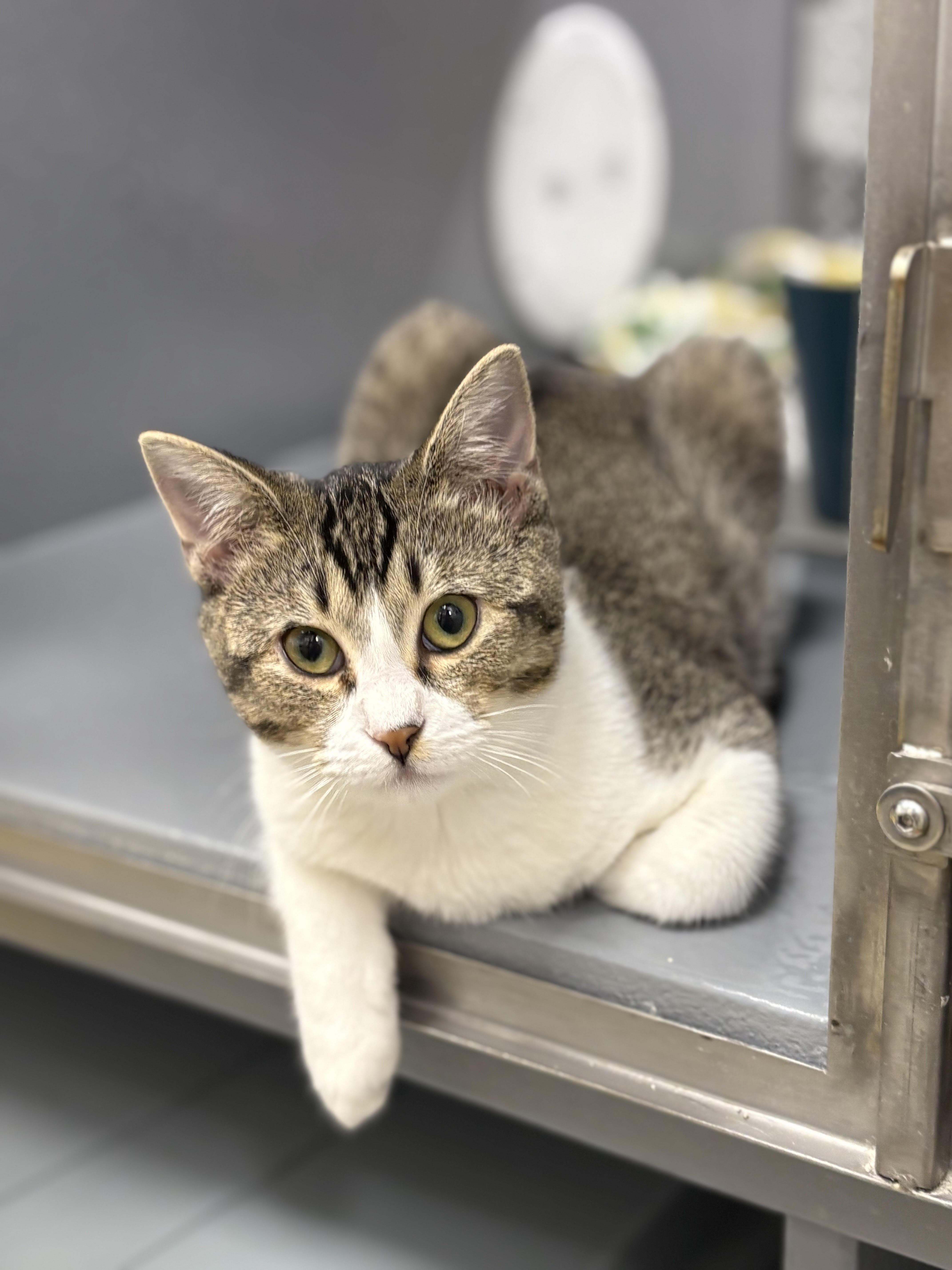 Margaret & Henrietta (FCID# 9/17/25-8,9 Middletown