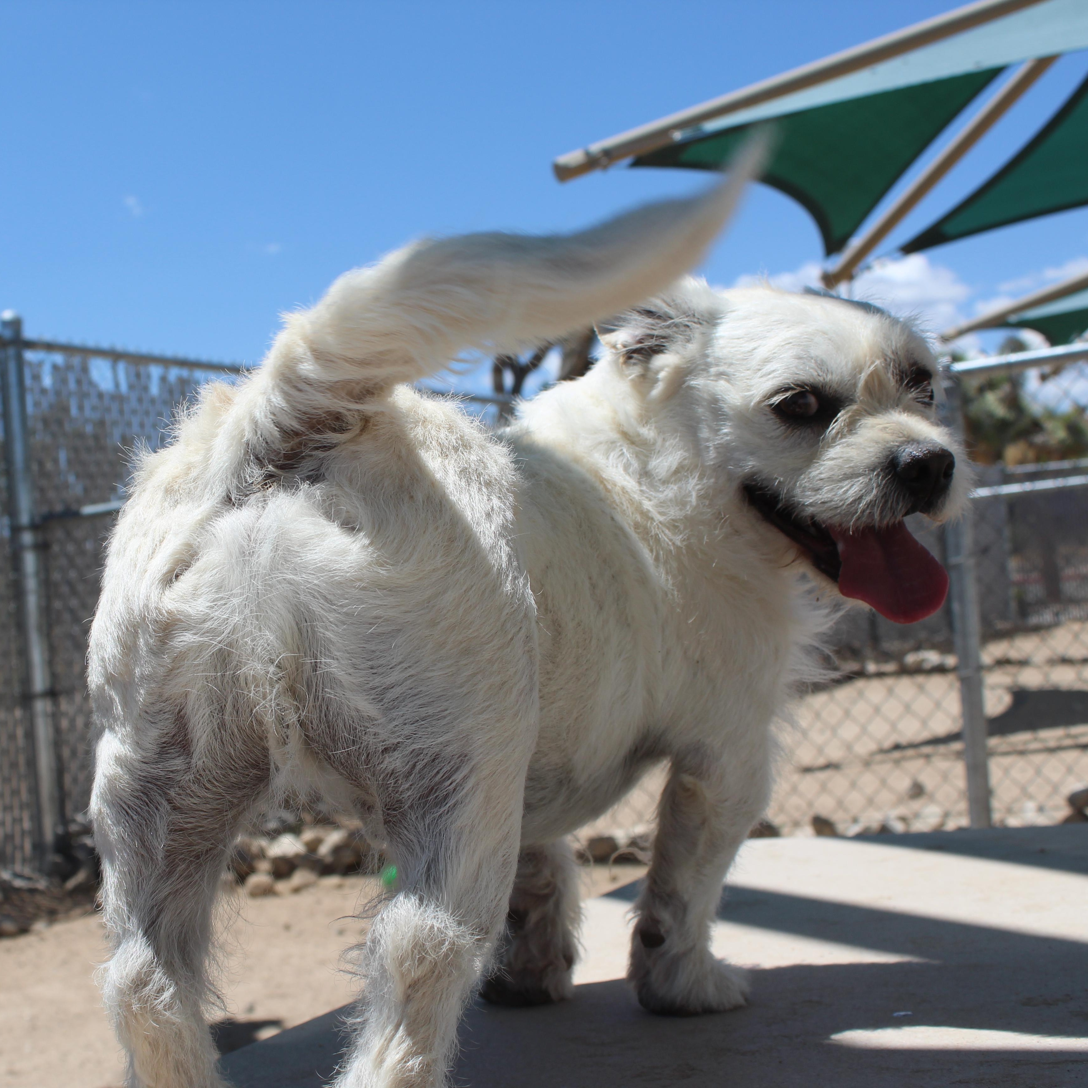 Enlarge Winston, an adopted mixed breed in Yucca Valley, CA image 3/6