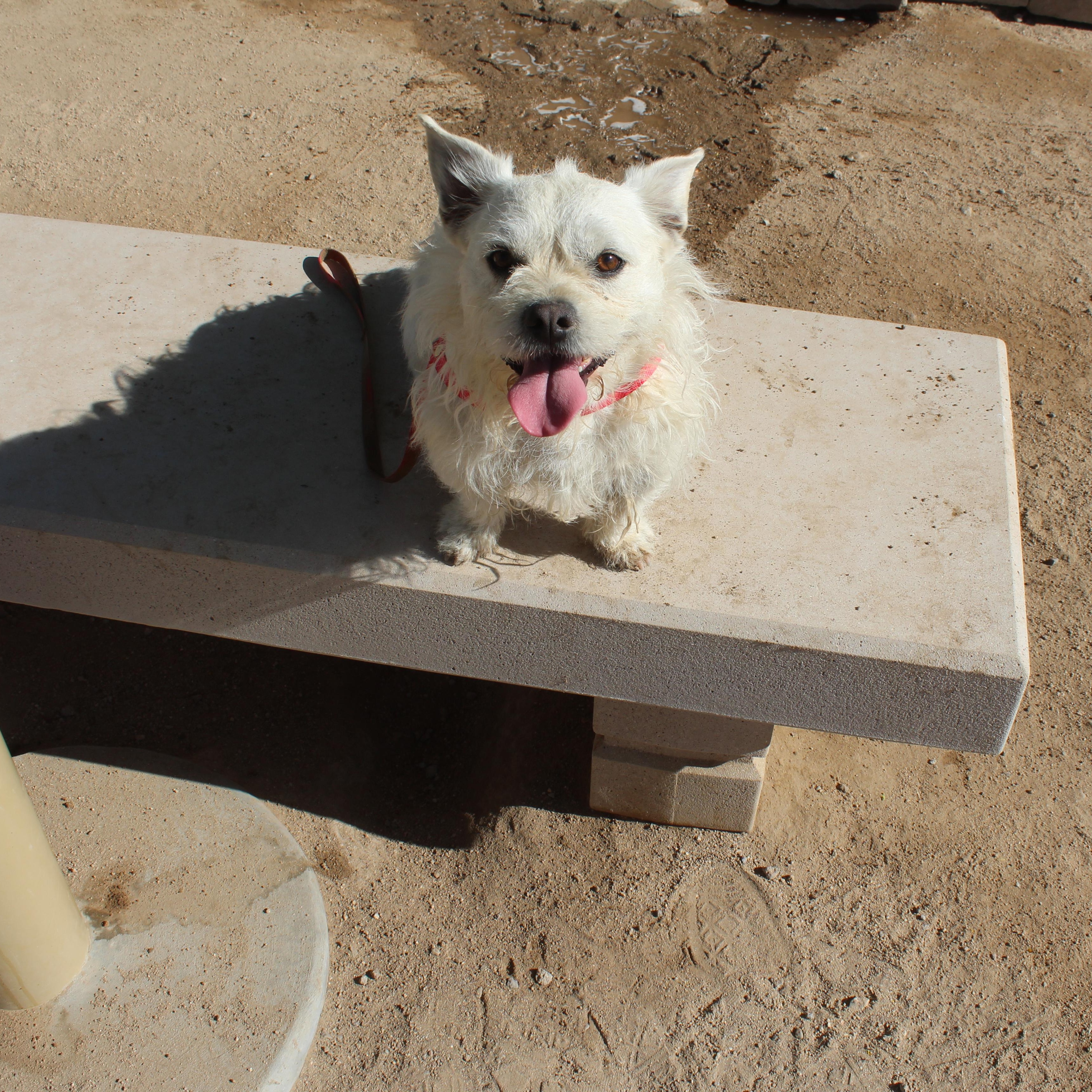 Enlarge Winston, an adopted mixed breed in Yucca Valley, CA image 5/6