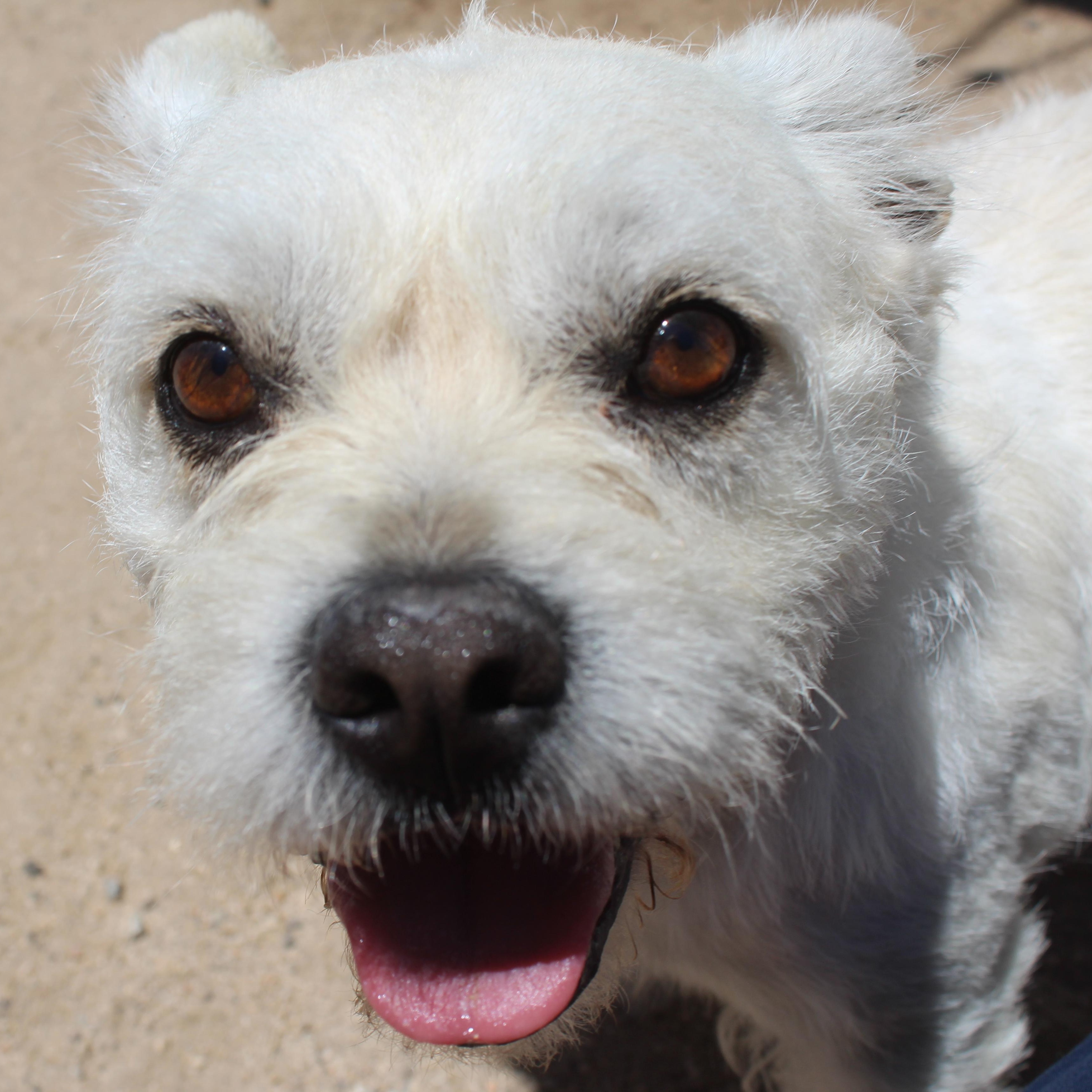 Winston, adopted, Young Male Terrier.