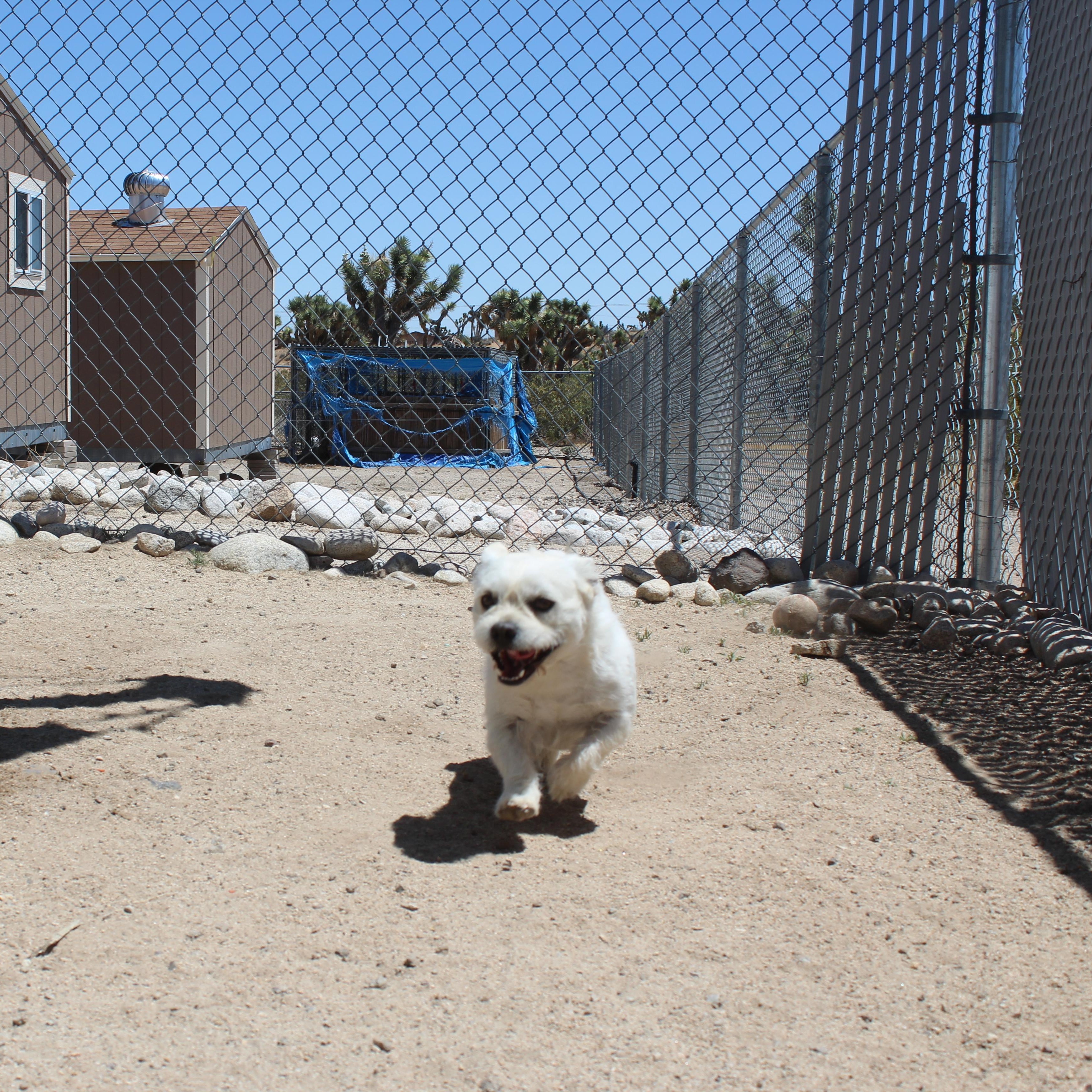 Enlarge Winston, an adopted mixed breed in Yucca Valley, CA image 4/6
