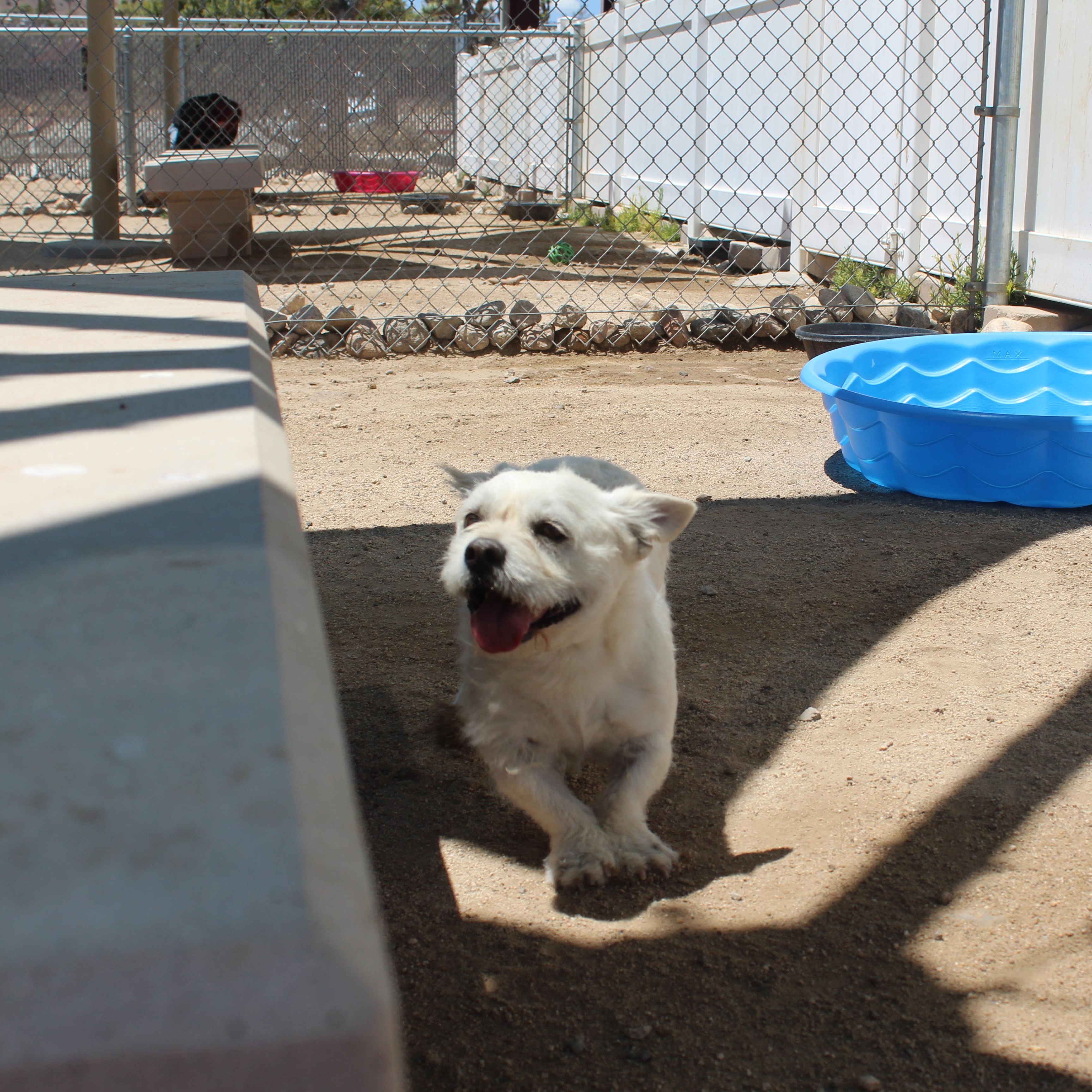 Enlarge Winston, an adopted mixed breed in Yucca Valley, CA image 6/6