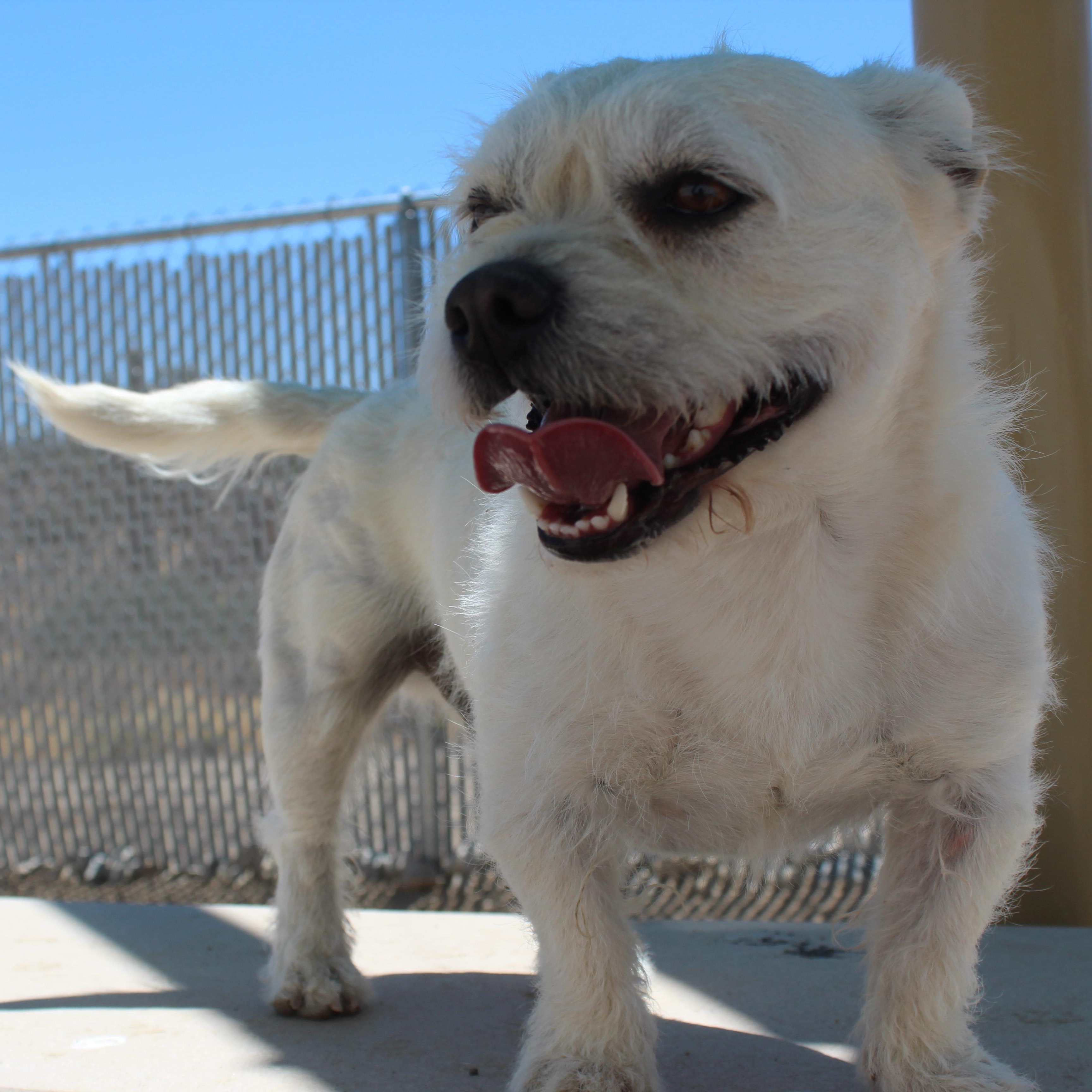 Enlarge Winston, an adopted mixed breed in Yucca Valley, CA image 2/6
