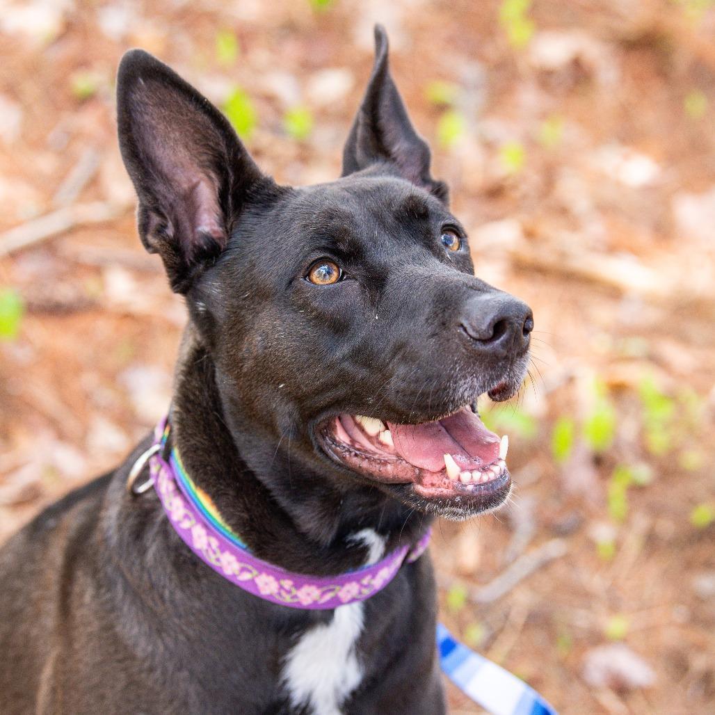 Coco, Adoptable, Adult Female Mixed Breed.