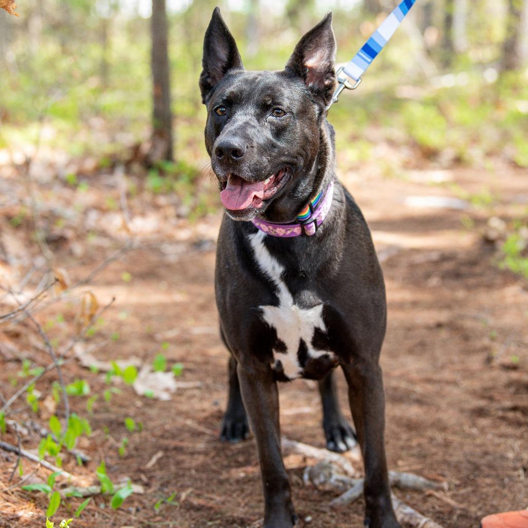 Coco, a Adoptable Mixed Breed in Kennebunk, ME image 2/6