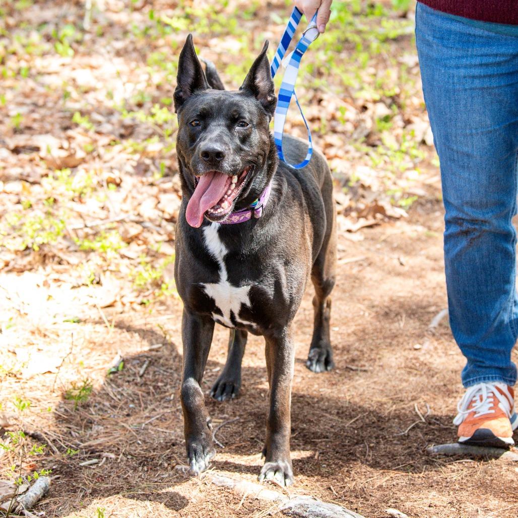 Coco, a Adoptable Mixed Breed in Kennebunk, ME image 3/6