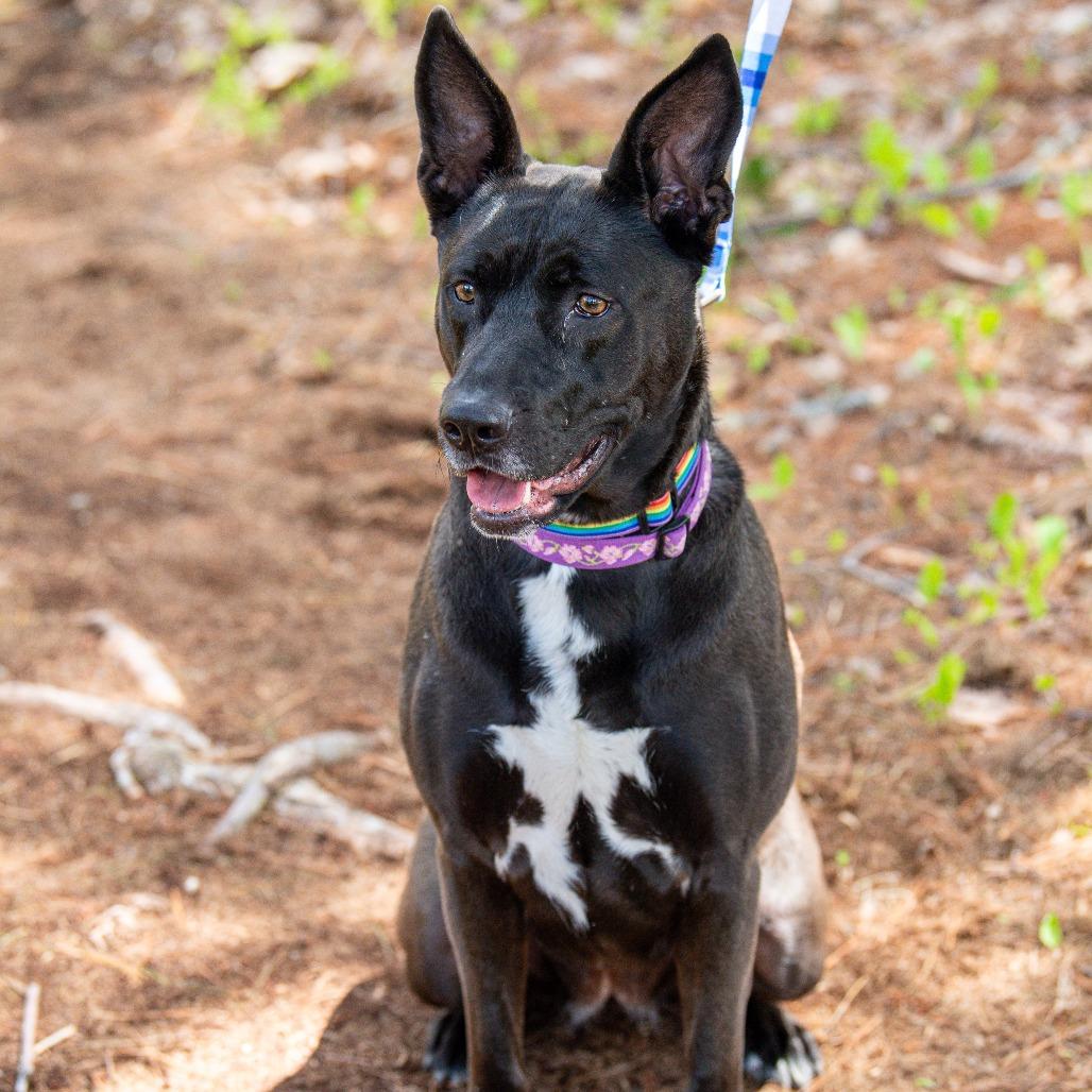 Coco, a Adoptable Mixed Breed in Kennebunk, ME image 4/6