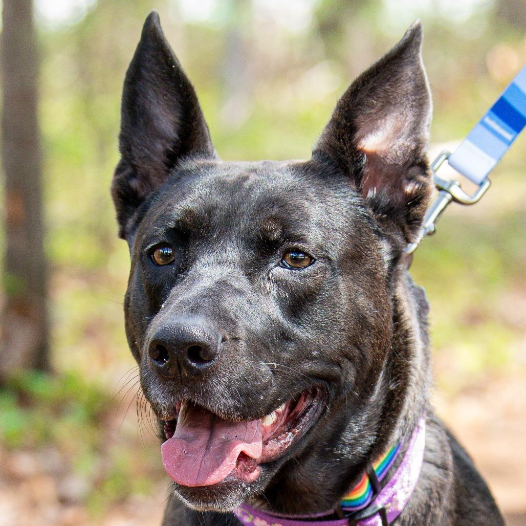 Coco, a Adoptable Mixed Breed in Kennebunk, ME image 5/6