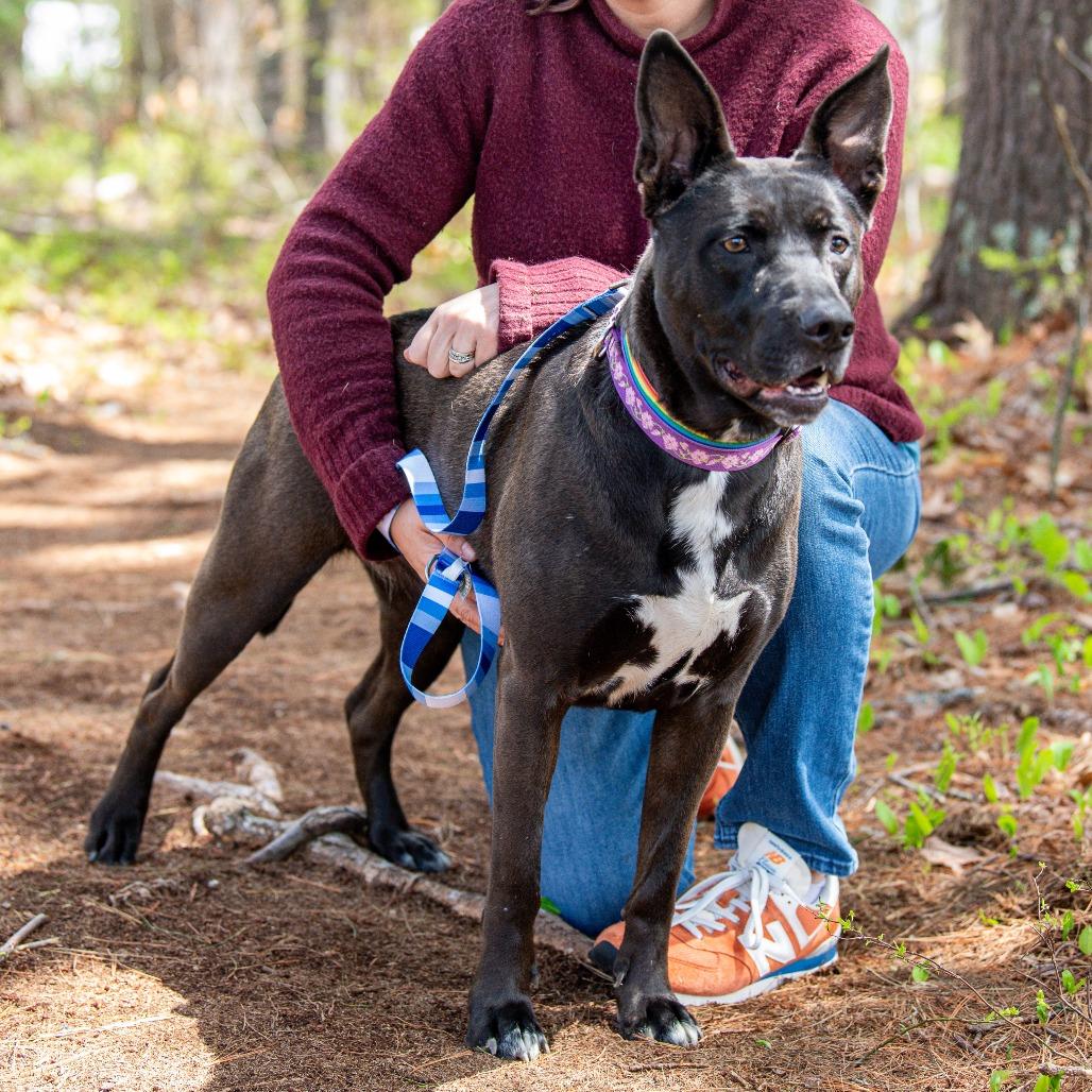 Coco, a Adoptable Mixed Breed in Kennebunk, ME image 6/6