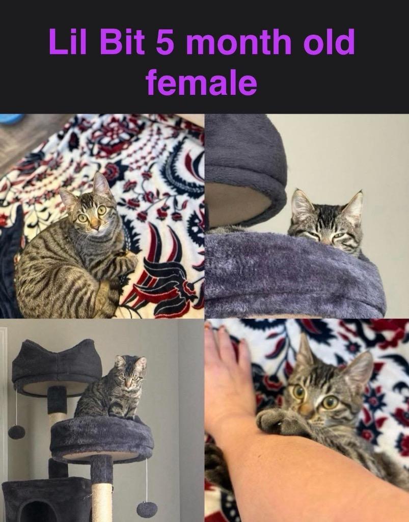 Lil Bit, Adoptable, Kitten Female Domestic Short Hair.