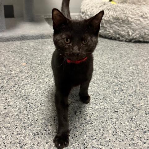 Soot, ADOPTABLE, Kitten Male Domestic Short Hair.