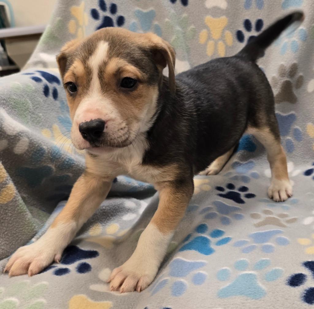 Neapolitan, Adoptable, Puppy Female Pit Bull Terrier & Mixed Breed.