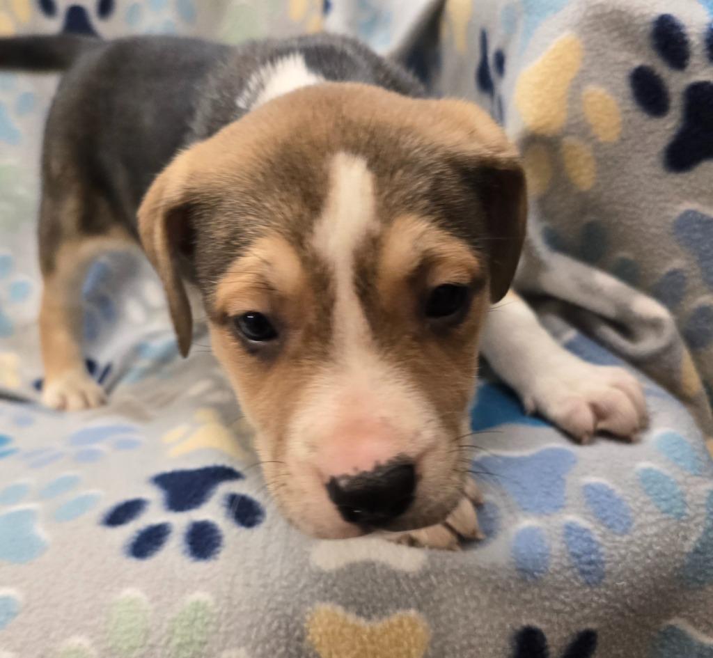 Enlarge Neapolitan, a Adoptable mixed breed in Murphysboro, IL image 2/4