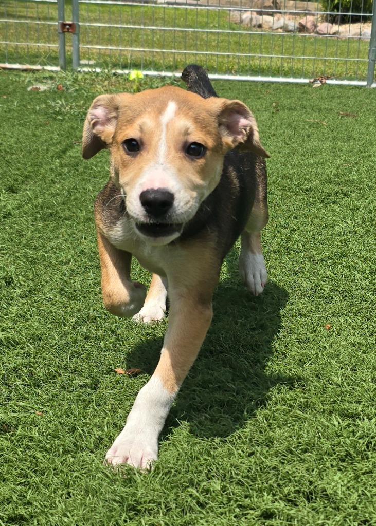 Enlarge Neapolitan, a Adoptable mixed breed in Murphysboro, IL image 3/4