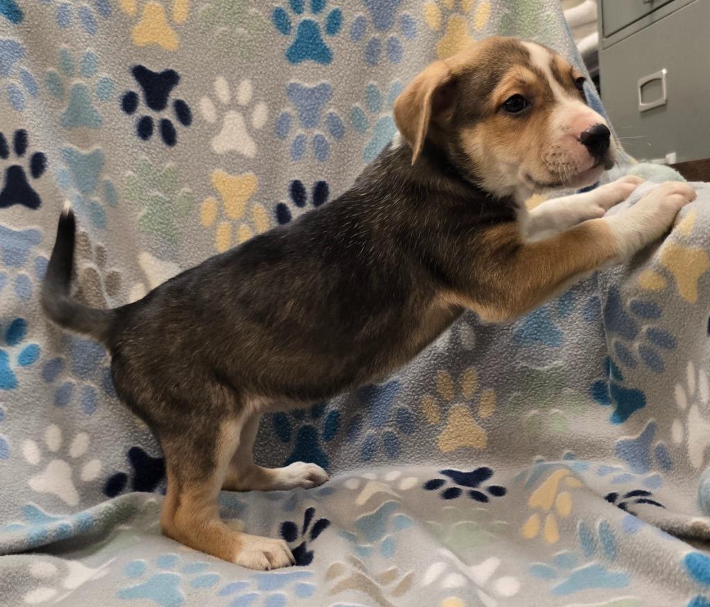 Enlarge Neapolitan, a Adoptable mixed breed in Murphysboro, IL image 4/4