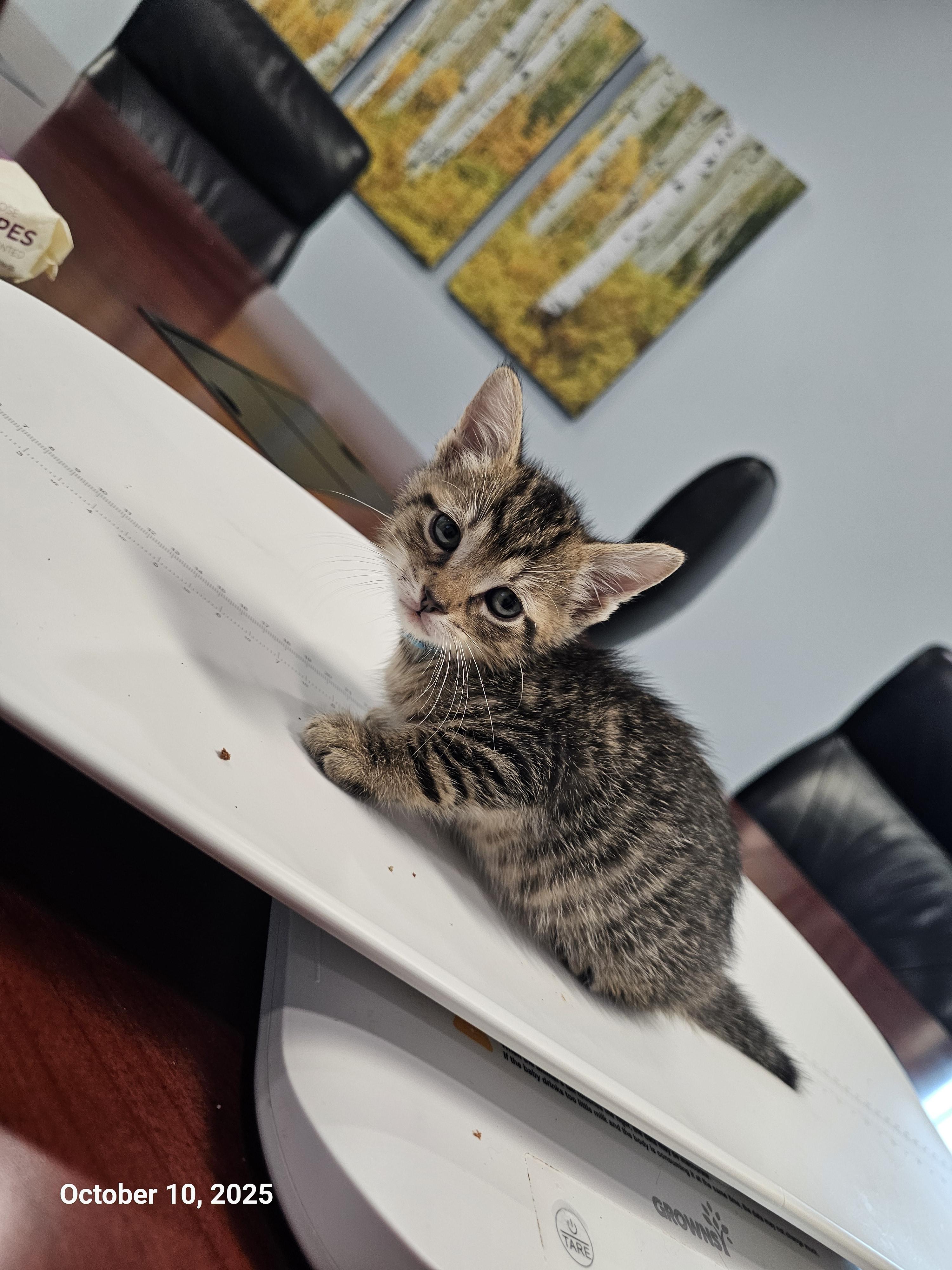 Adam Maitland, Adopted, Young Male Domestic Short Hair.