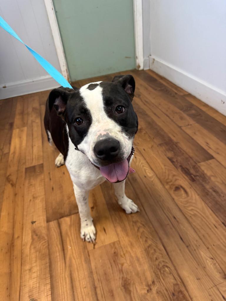 Stasha, Adoptable, Young Female Staffordshire Bull Terrier & Mixed Breed.