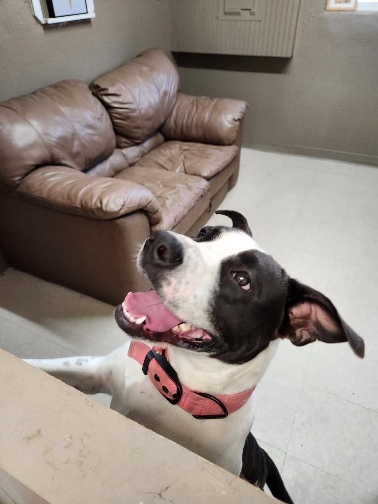 Stasha, a Adoptable mixed breed in Fayetteville, TN image 2/5