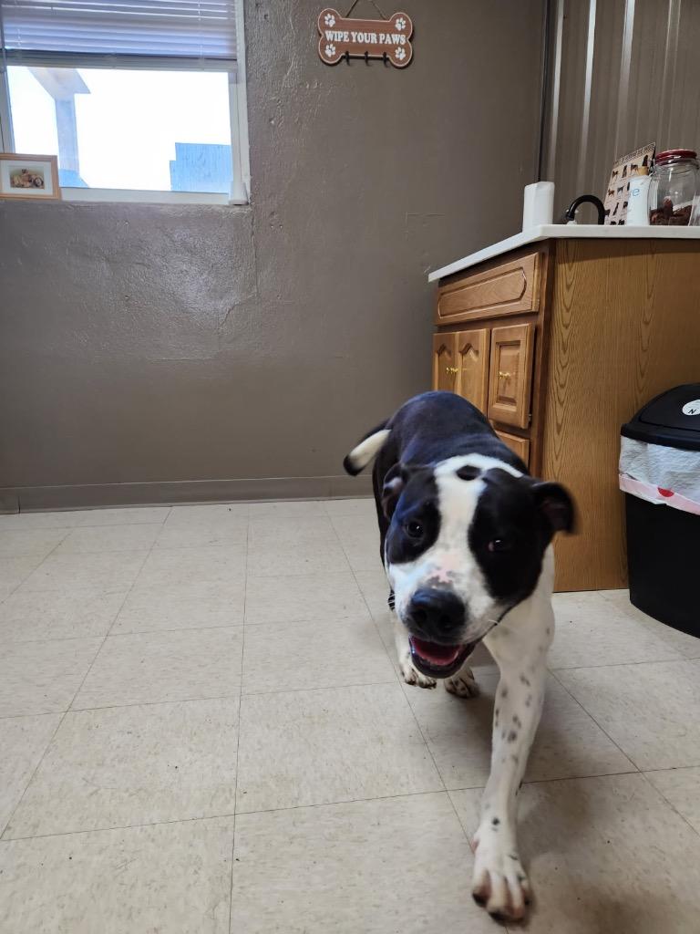 Stasha, a Adoptable mixed breed in Fayetteville, TN image 3/5