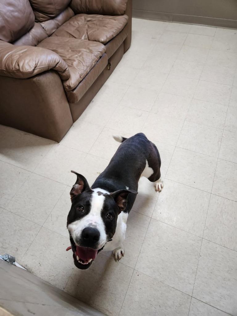 Stasha, a Adoptable mixed breed in Fayetteville, TN image 4/5