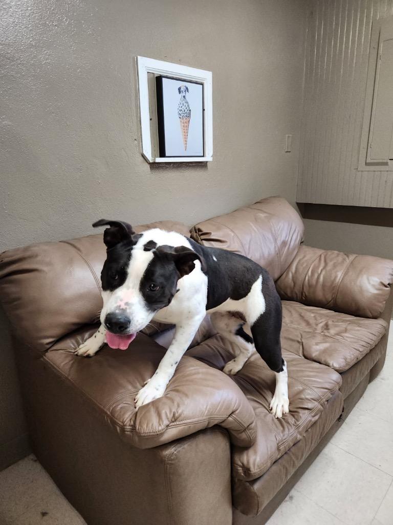 Stasha, a Adoptable mixed breed in Fayetteville, TN image 5/5
