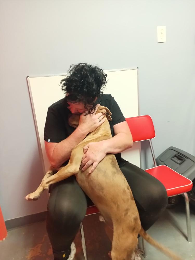 Enlarge Pablo, a Adoptable Catahoula Leopard Dog in Crescent City, FL image 2/6