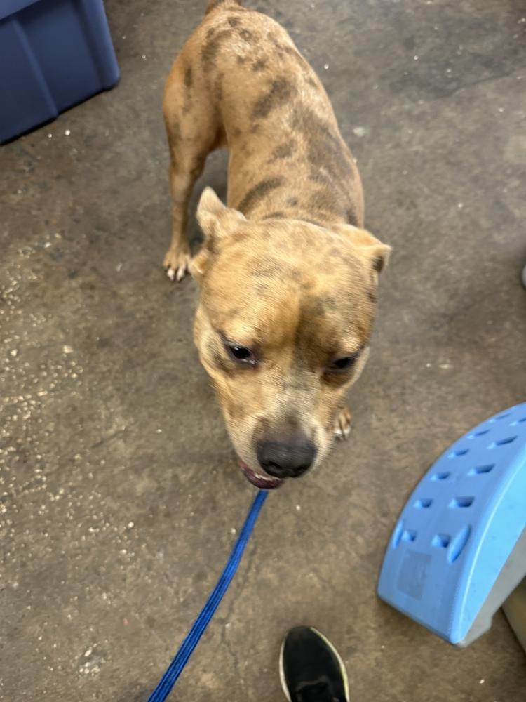 Pablo, Adoptable, Young Male Catahoula Leopard Dog.