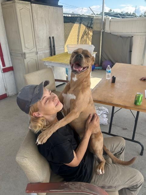 Pablo, a Adoptable Catahoula Leopard Dog in Crescent City, FL image 2/6