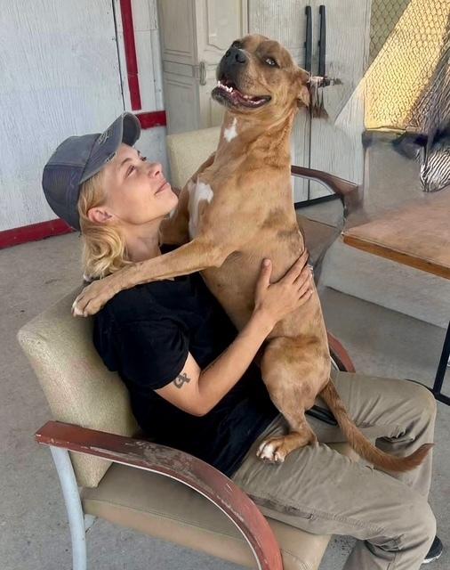 Pablo, Adoptable, Young Male Catahoula Leopard Dog.