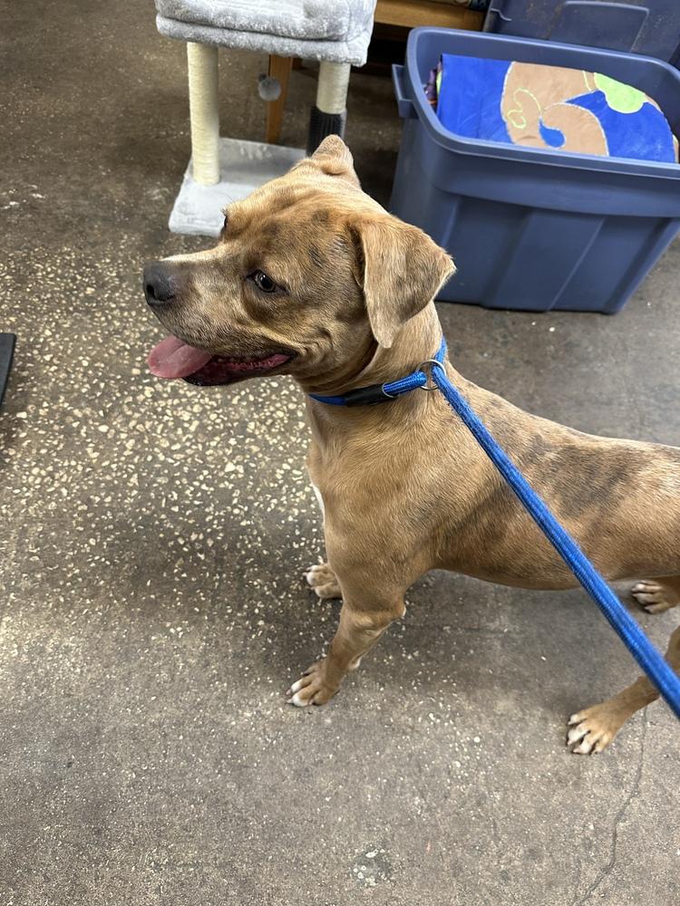 Enlarge Pablo, a Adoptable Catahoula Leopard Dog in Crescent City, FL image 4/6