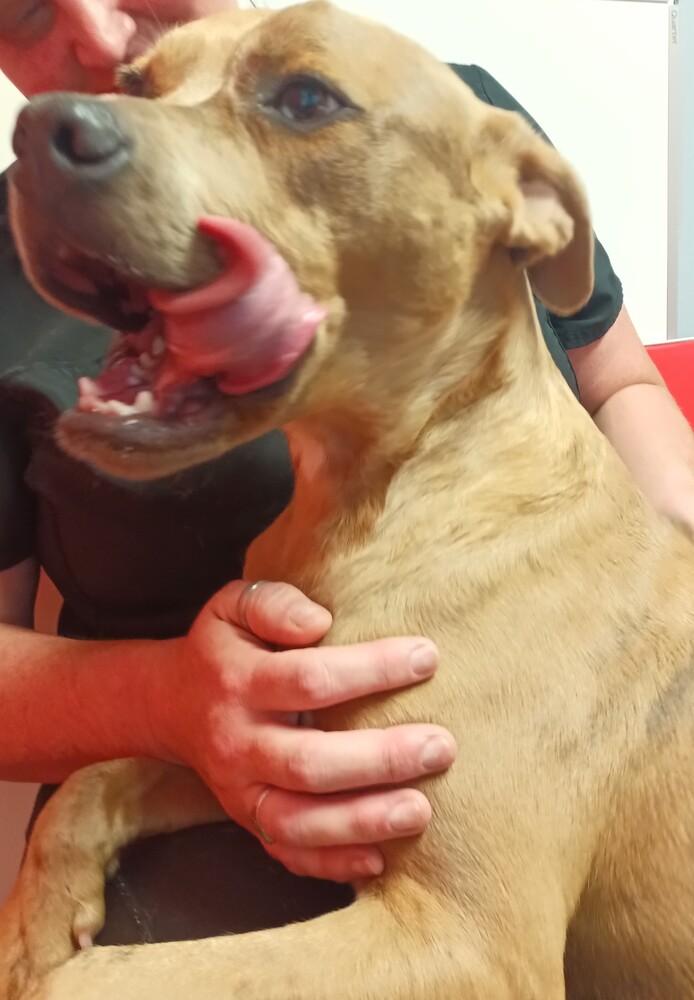 Enlarge Pablo, a Adoptable Catahoula Leopard Dog in Crescent City, FL image 5/6