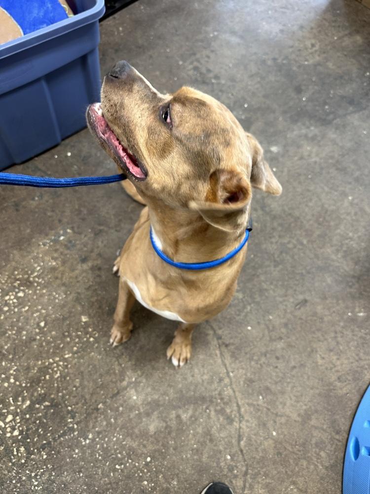 Enlarge Pablo, a Adoptable Catahoula Leopard Dog in Crescent City, FL image 6/6