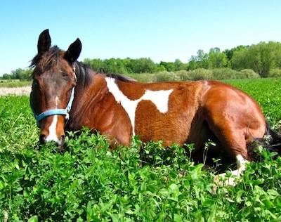 Enlarge Gypsy - SPONSORSHIP ONLY, a Adoptable Paint / Pinto in Elkhart Lake, WI image 1/1