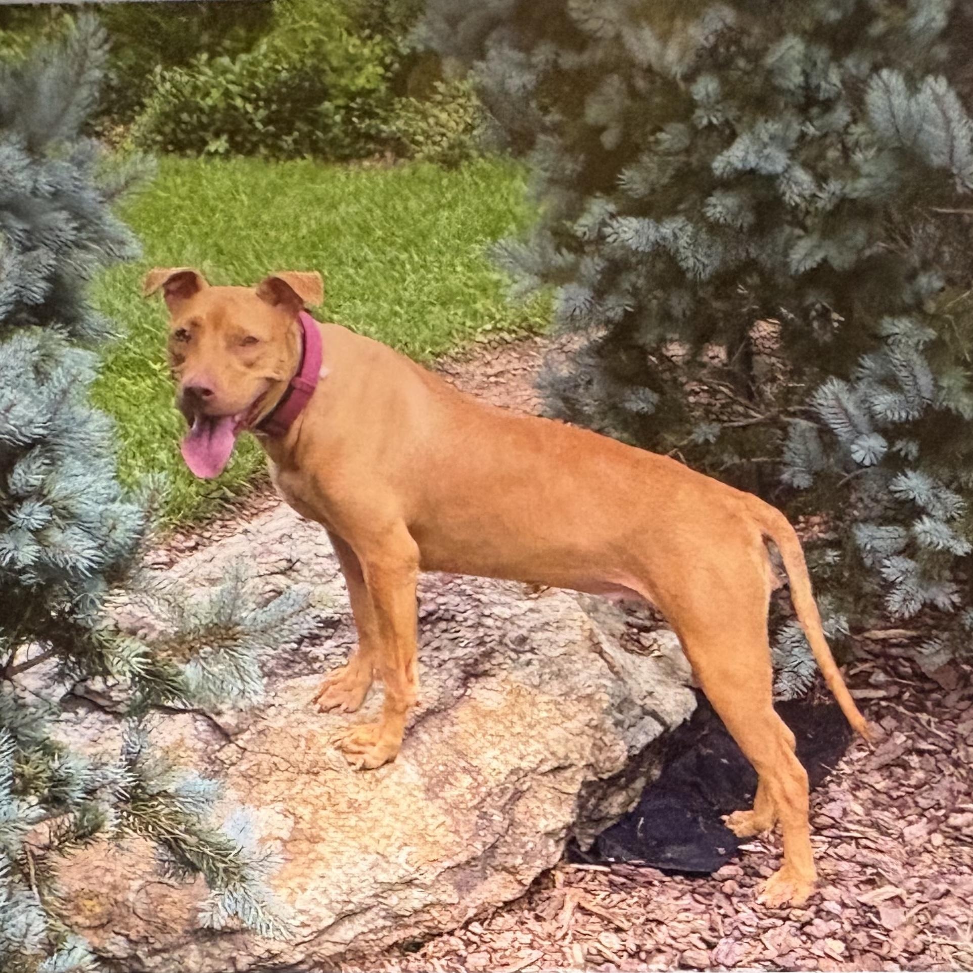 Honey, Adult Female unknown